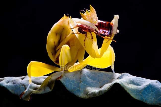 Close-up de orquídea mantis na folha comendo um inseto — Fotografia de Stock