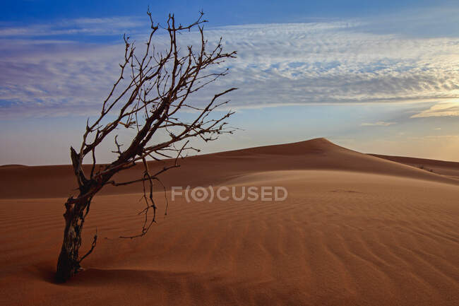 Árvore morta no deserto, Arábia Saudita — Fotografia de Stock