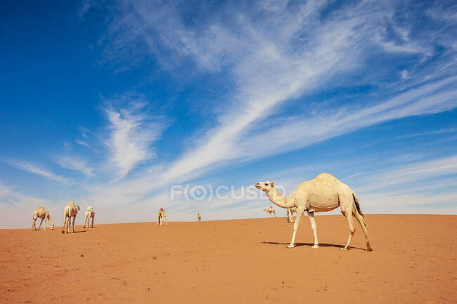 Караван верблюдів у пустелі (Саудівська Аравія). — стокове фото