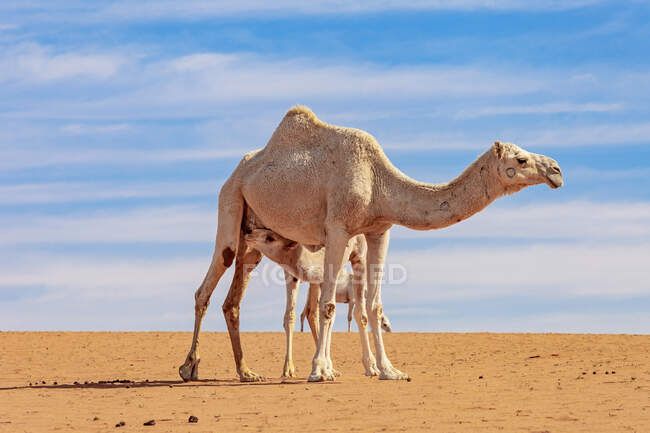 Молодий верблюд смокче матір у пустелі (Саудівська Аравія). — стокове фото