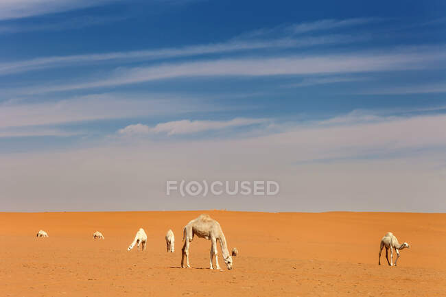 Caravan of camels in desert, Saudi Arabia — Stock Photo