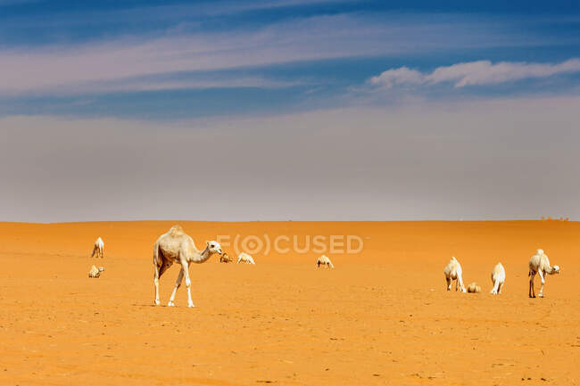 Blick auf Wüstenszene mit Kamelen und bewölktem Himmel — Stockfoto