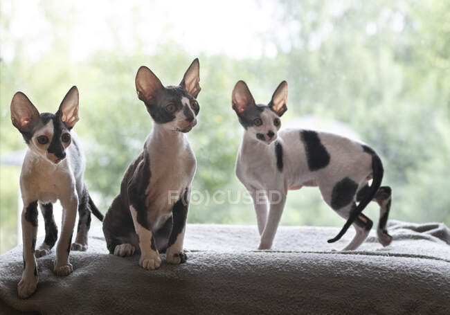 Group of cute Cornish Rex with window on background — Stock Photo