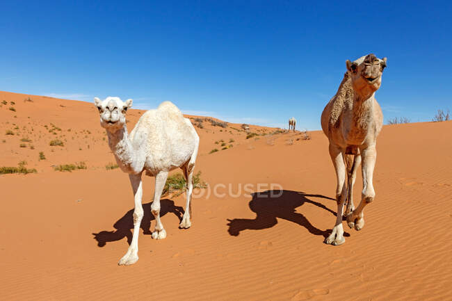 Верблюди ходять по пустелі з блакитним небом. — стокове фото