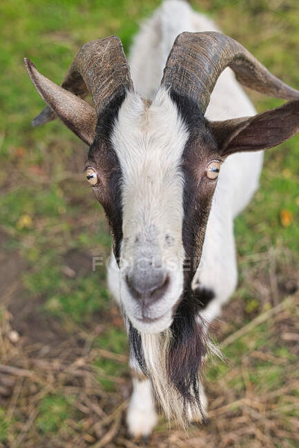 Close up of goat standing at field — Stock Photo