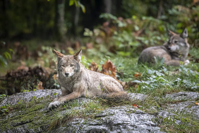 Dos coyotes descansando en el bosque, Canadá - foto de stock