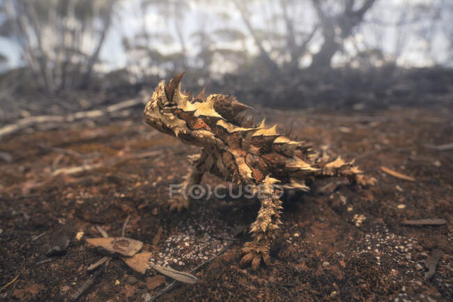 Close up shot of wild thorny devil, unique and iconic animal endemic to Australia — Stock Photo