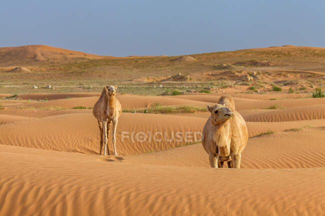 Camels in desert scene, saudi arabia — Stock Photo