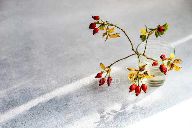 Rosehip branch in a glass of water on a table in sunlight — Stock Photo