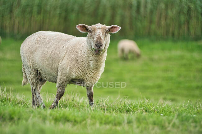 Портрет овець, що стоять на лузі (Східна Фрізія, Нижня Саксонія, Німеччина). — стокове фото