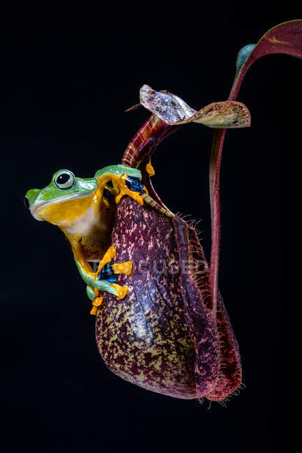 La rana voladora de Wallace sentada sobre flores tropicales - foto de stock