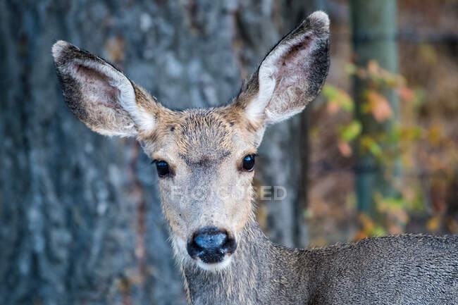 Close up shot of young Deer standing in forest, Canada — Stock Photo