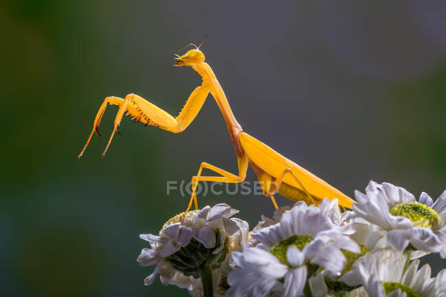 Golden praying mantis on daisies, close up shot — Stock Photo