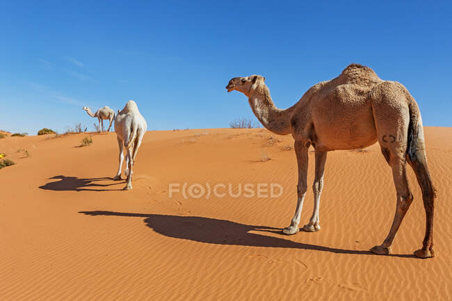 Camelos em cena no deserto com céu azul — Fotografia de Stock