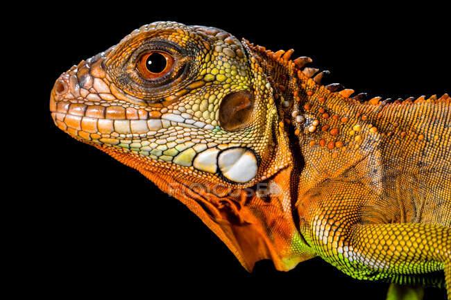 Close up shot of Super red iguana on black background — Stock Photo