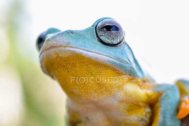 Extreme close up shot of Wallace's flying frog — Stock Photo