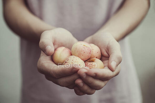 Cropped shot of teenage boy holding handful of fresh apricots — Stock Photo