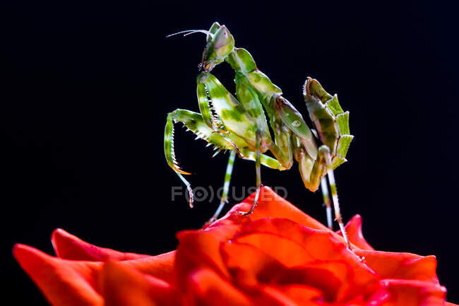 Juvenile praying mantis on a red flower, Indonesia — Stock Photo