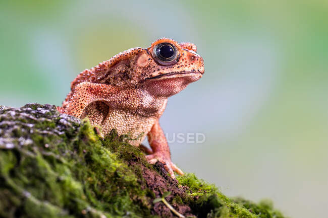 Asian common toad on mossy branch, Indonesia — Stock Photo