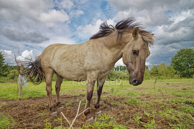 Horse standing at green field on wind, East Frisia, Lower Saxony, Alemanha — Fotografia de Stock