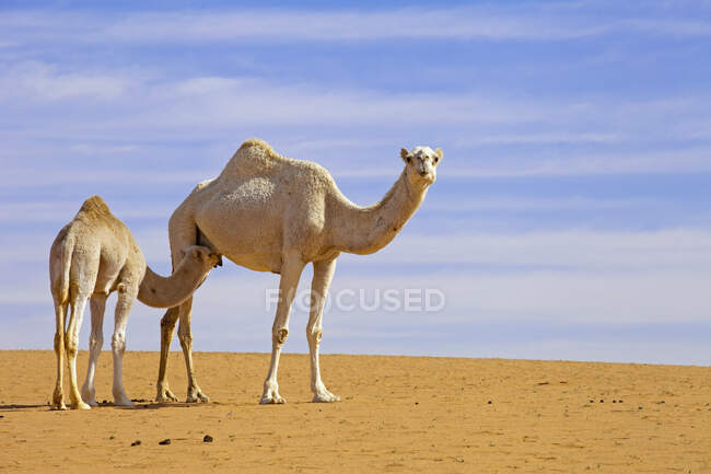 Vitello di cammello che allatta mucca di cammello, deserto dell'Arabia Saudita — Foto stock