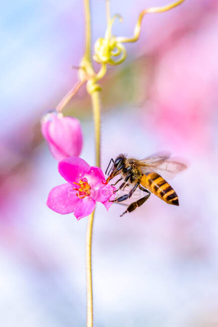 Bee hovering next to pink flower, Indonesia — Stock Photo