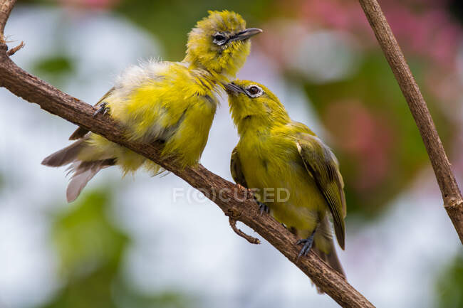 Две поющие белоглазые птицы на ветвях — стоковое фото