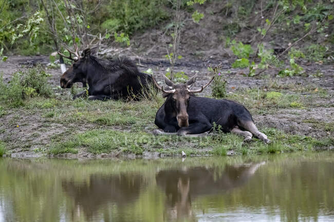 Due oca canadese sdraiato lungo il fiume sull'erba — Foto stock