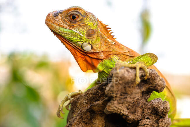 Super red iguana in natural habitat — Stock Photo