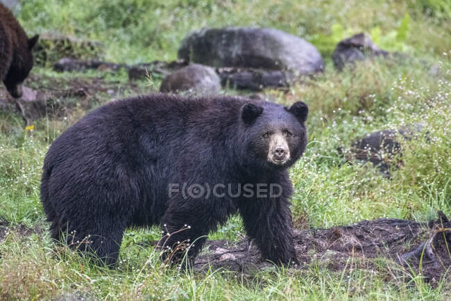 Vista del oso pardo en hábitat natural - foto de stock