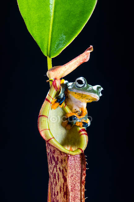 La grenouille volante de Wallace assise sur des fleurs tropicales — Photo de stock