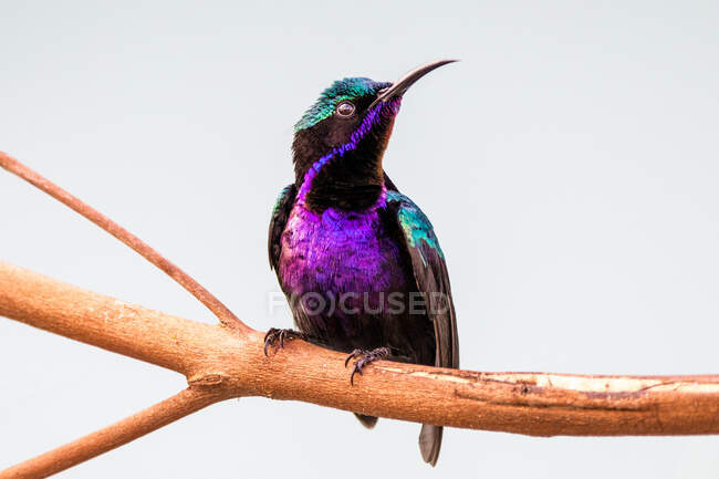 Black Sunbird perching on branch, closeup — Stock Photo