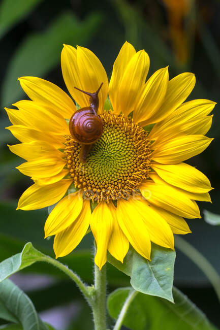 Close up shot of snail on sunflower, top view — Stock Photo