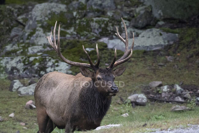 Portrait of male elk standing in forest, Canada — Stock Photo