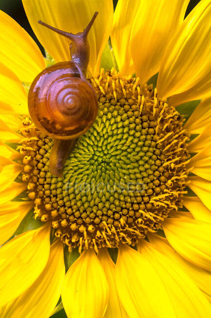 Nahaufnahme einer Schnecke auf Sonnenblumen, Ansicht von oben — Stockfoto