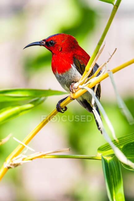 Crimson sunbird perched on twig, closeup — Stock Photo