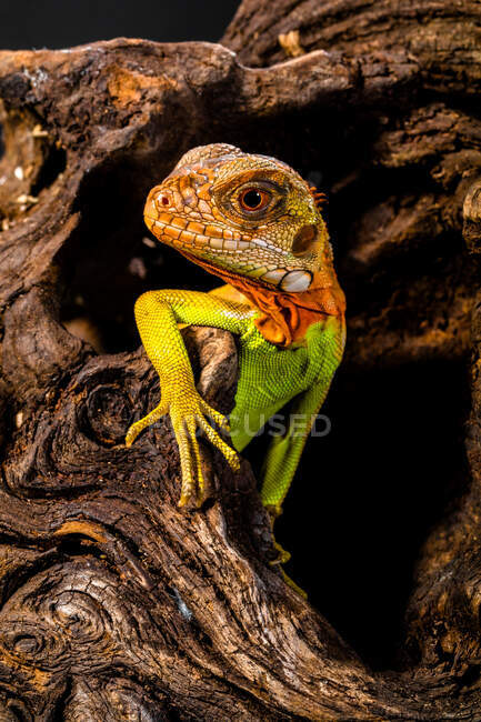 Iguana super roja en hábitat natural - foto de stock