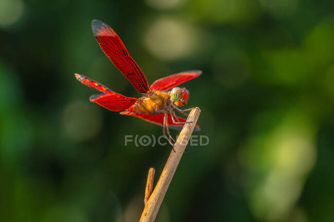 Close up shot of red dragonfly on twig — Stock Photo