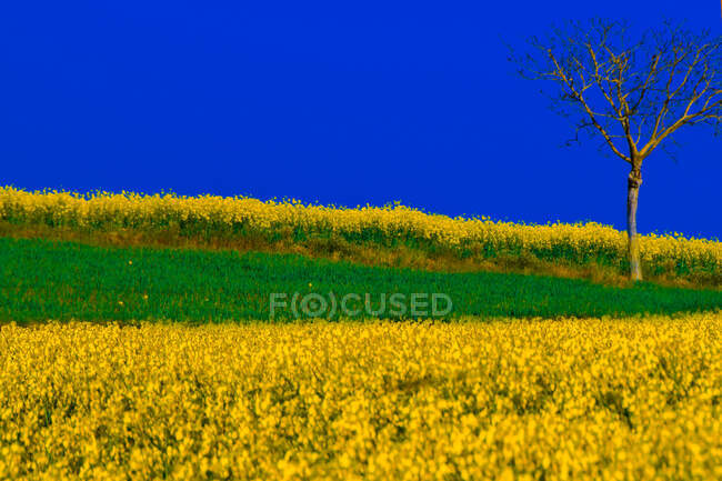 Tree growing in rural landscape by rapeseed fields, Piedmont, Italy — Stock Photo