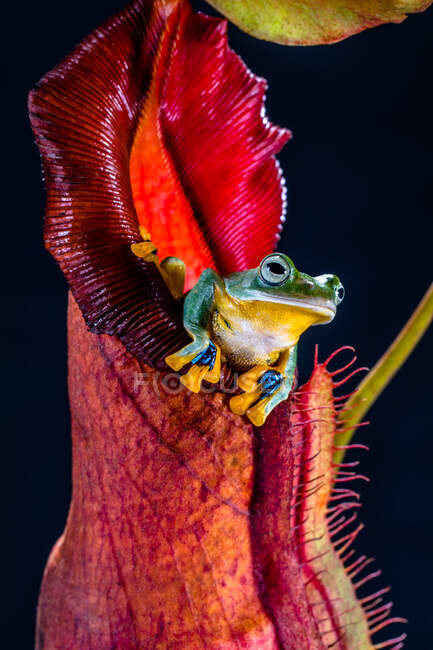La rana volante di Wallace seduta sul fiore di nephenthes — Foto stock