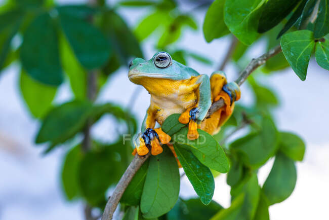 Летучая лягушка Уоллеса сидит на ветке дерева — стоковое фото