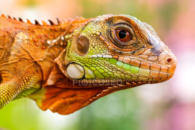 Fechar acima tiro de cabeça de iguana vermelha — Fotografia de Stock