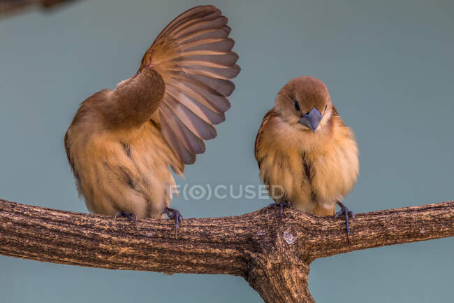 Two white-headed munia birds on branch, Indonesia — Stock Photo