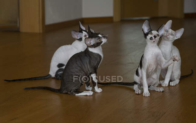 Четыре котенка Корниш Рекс сидят на полу и смотрят вверх — стоковое фото