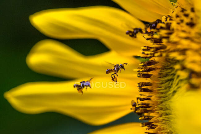 Primer plano de abejas flotando por girasol - foto de stock