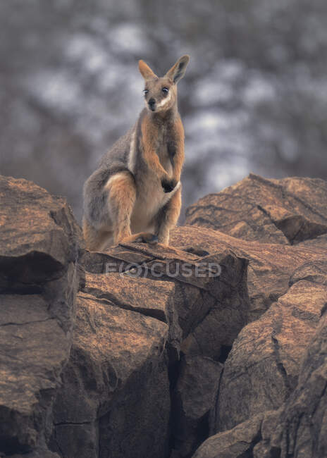 Wallaby di roccia dai piedi gialli in piedi su affioramento roccioso, Australia — Foto stock