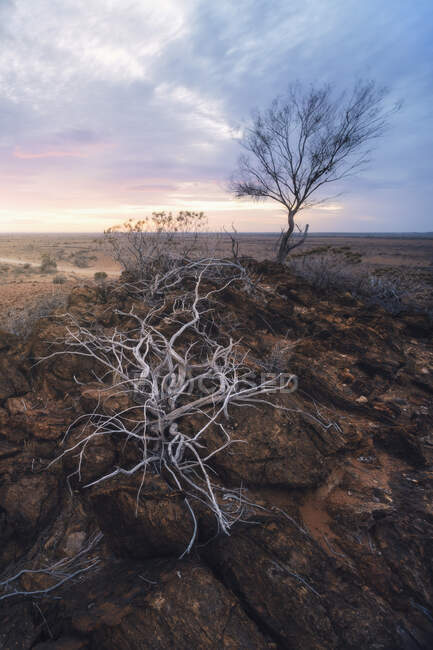 Piante secche che crescono su affioramento roccioso, Vulkathunha-Gammon Ranges National Park, Australia Meridionale, Australia — Foto stock