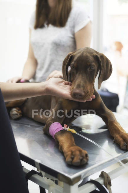 Doberman puppy lying on veterinary table — Stock Photo