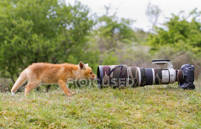 Fox olha para a câmera — Fotografia de Stock