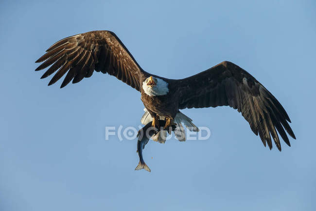 Bald eagle in flight with a great catch — Stock Photo